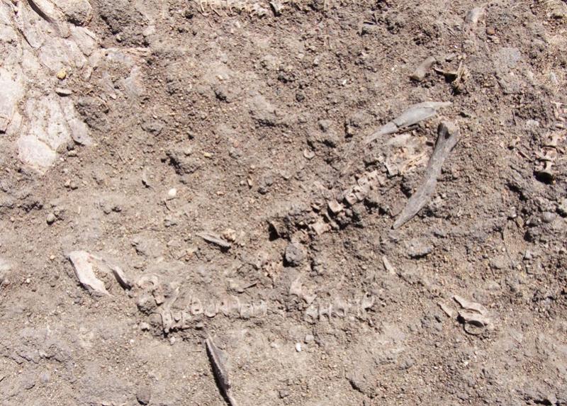 Resti di pesce di 10 mila anni nel sito di Al Khiday