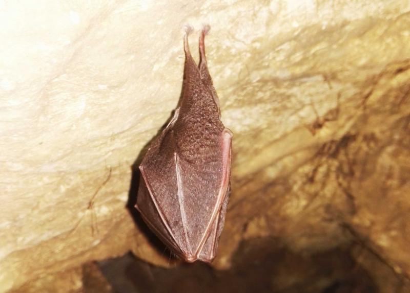 Pipistrello Rinolofo