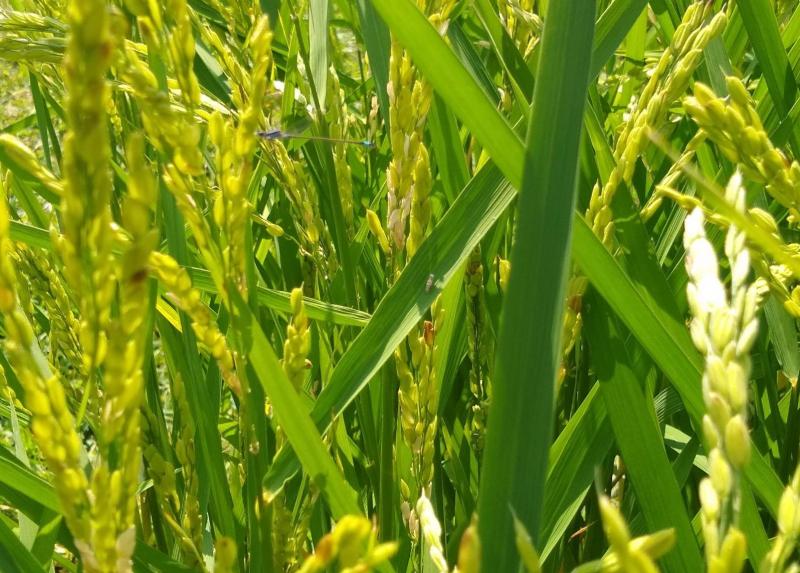 Immagine di pianta sana di riso.