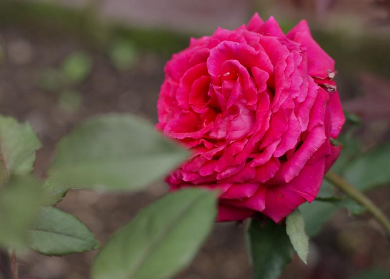 Rosa Grandi Giardini Italiani all'Orto di Brera