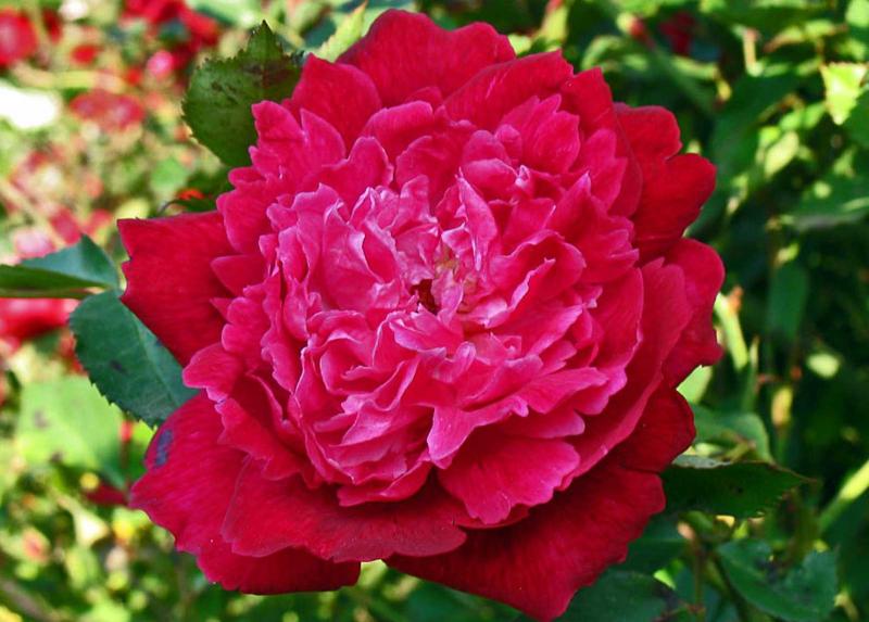 La Rosa Bella di Monza