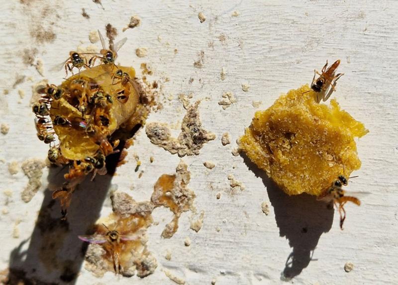 Immagine concessa dal dipartimento di Scienze per gli Alimenti, la nutrizione e l’ambiente dell’Università degli Studi di Milano sul progetto SANAPI.