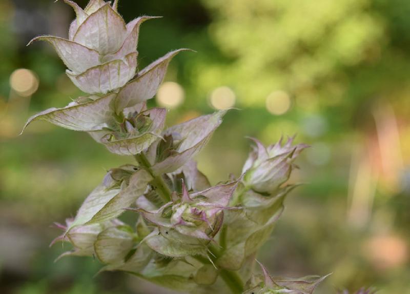 Particolare dell’infiorescenza di Salvia sclarea