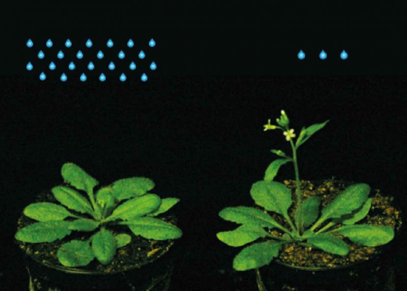 Piante di Arabidopsis thaliana