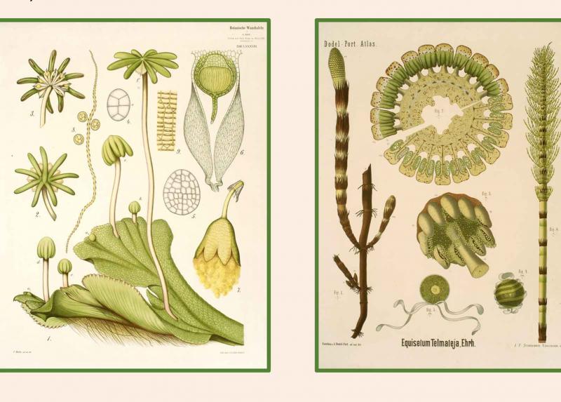 Tavola parietale in mostra