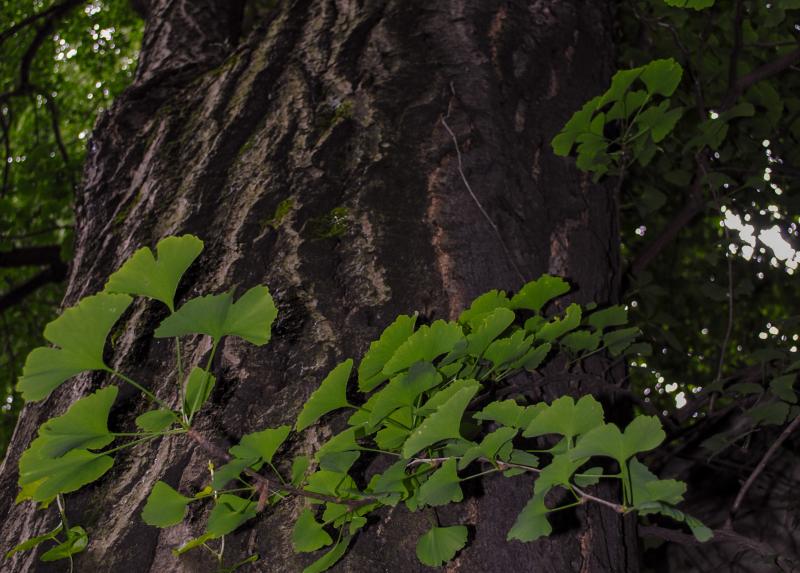 Ginko biloba