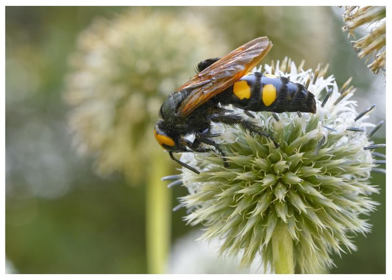 Megascolia maculata su fiore di Echinops - Foto di Giorgio Bardelli