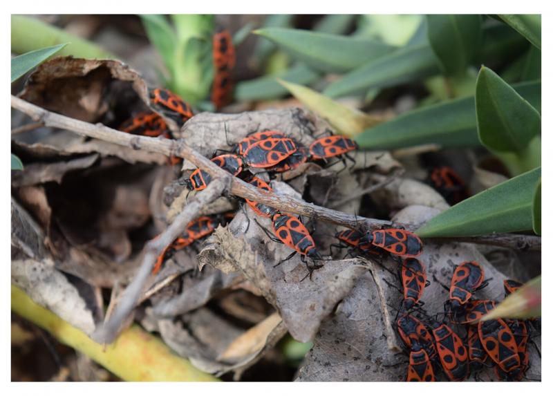 Colonia di Pyrrhocoris apterus alla base di un albero