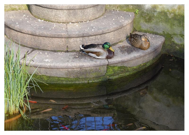 La coppia di germani reali (Anas platyrhynchos), il maschio a sinistra, a bordo della vasca con i pesci rossi (Carassius auratus) - Foto di Giorgio Bardelli