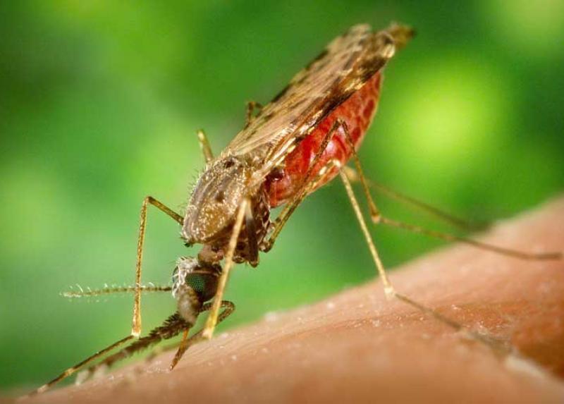 Zanzara della malaria