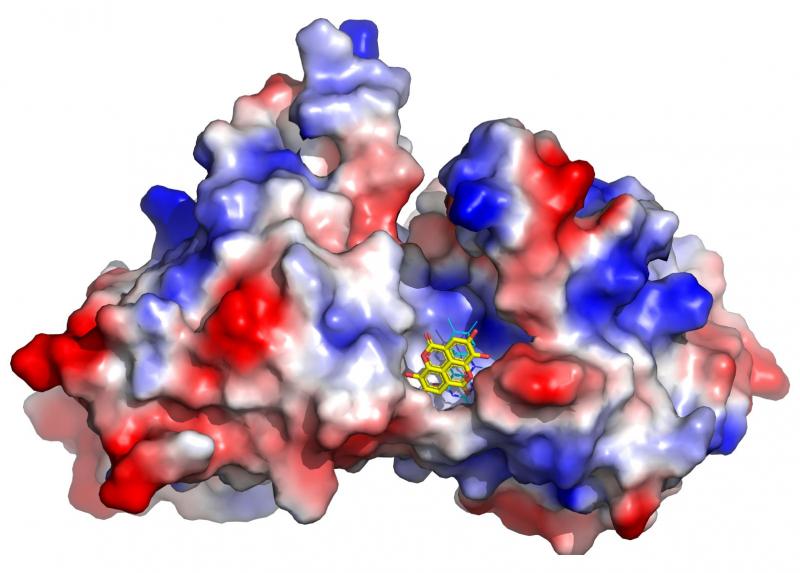 Acido ellagico.