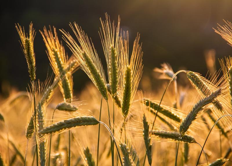 Coltivazioni di orzo - Foto tratta da Pixabay