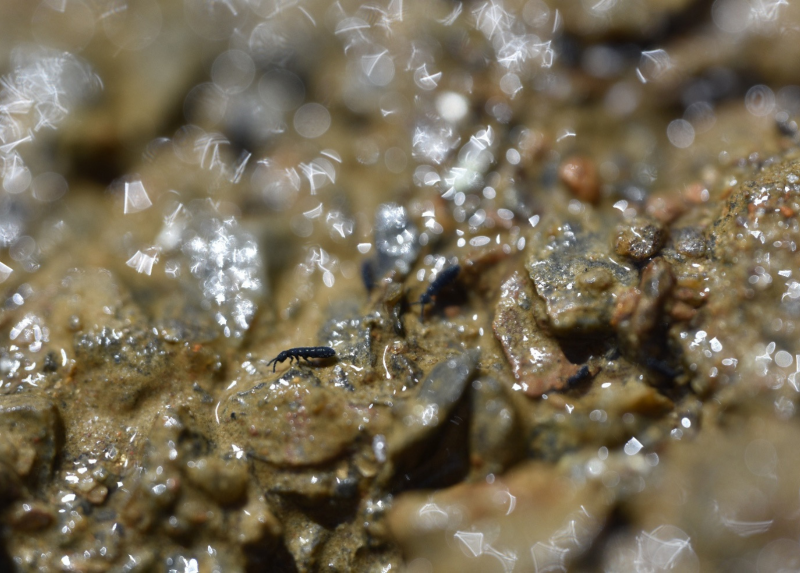 Vertagopus psychrophilus del Ghiacciaio dei Forni (SO). Foto B. Valle.