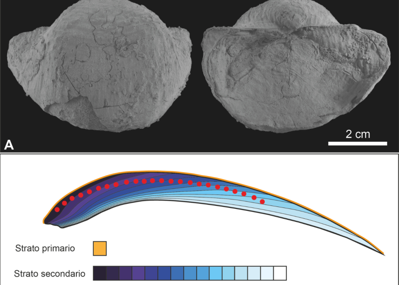 I brachiopodi fossili utilizzati nello studio, appartenenti alla specie Araxilevis  intermedius.