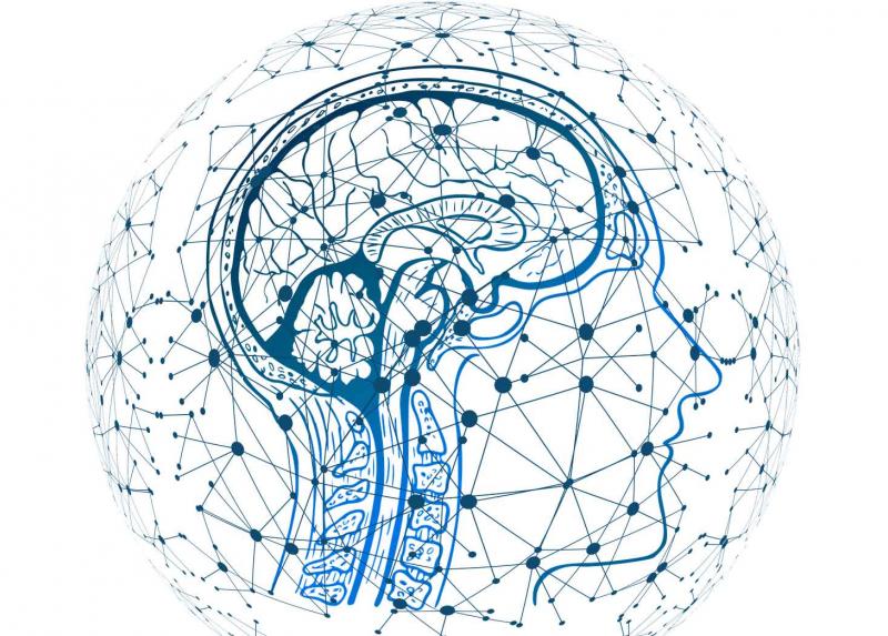 Un'immagine del cervello