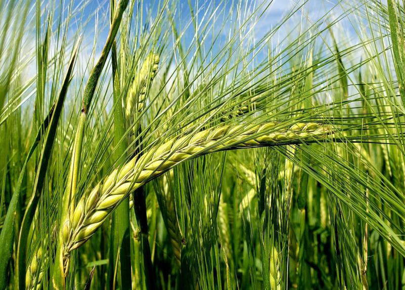 Orzo, copyright: Laura Rossini