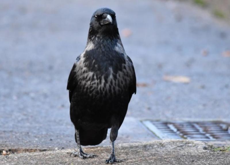 Una specie ibrida di cornacchia con fenotipo intermedio