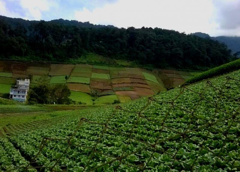 Campi coltivati in Guatemala. Foto gentilmente concessa dal progetto Alimentacción.