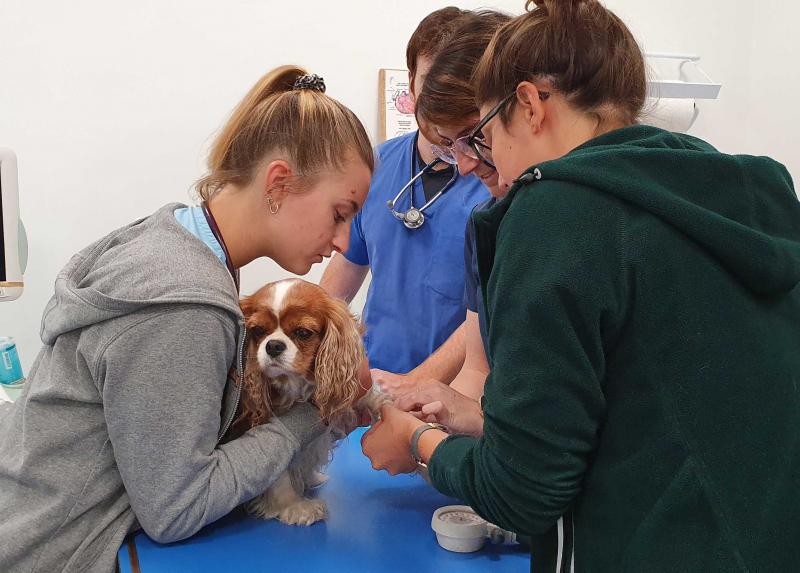 Un cane durante una visita veterinaria