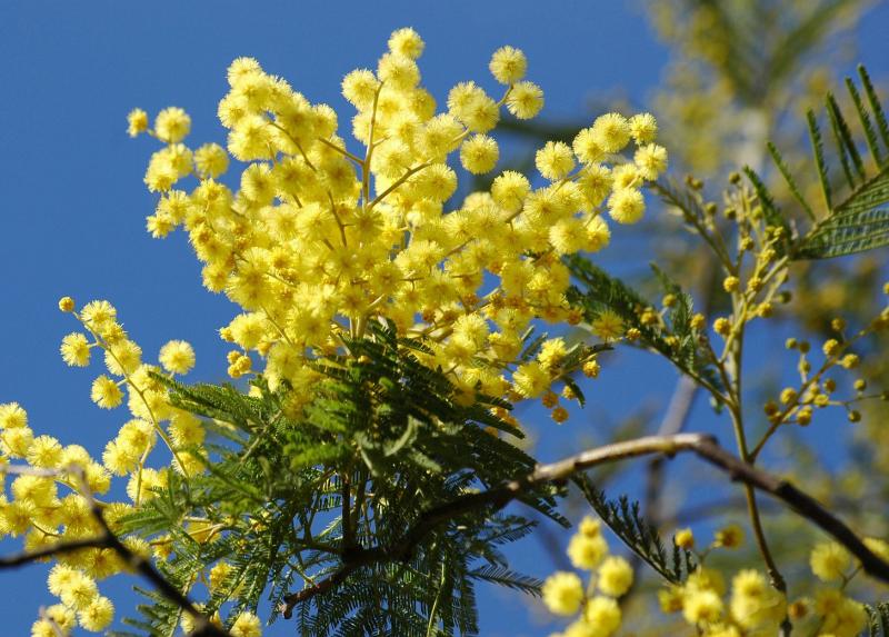 Pianta di mimosa, simbolo della Giornata internazionale della Donna