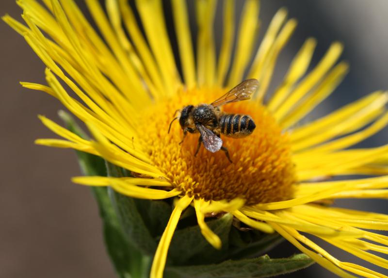 Ape Megachile - Credit: Daniela Lupi