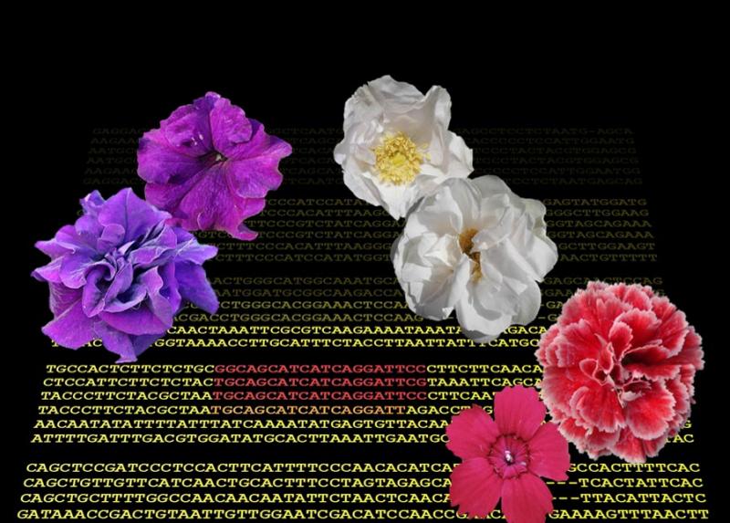 La sequenza chiave (in rosso) del DNA che, se mutata, porta alla moltiplicazione dei petali in petunia, rosa, e garofano. Credits: Stefano Gattolin