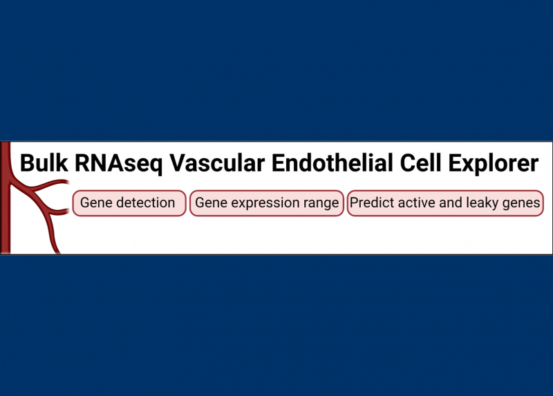 “BulkECexplorer” permette una migliore rappresentazione del trascrittoma funzionale delle cellule endoteliali che rivestono internamente i vasi sanguigni