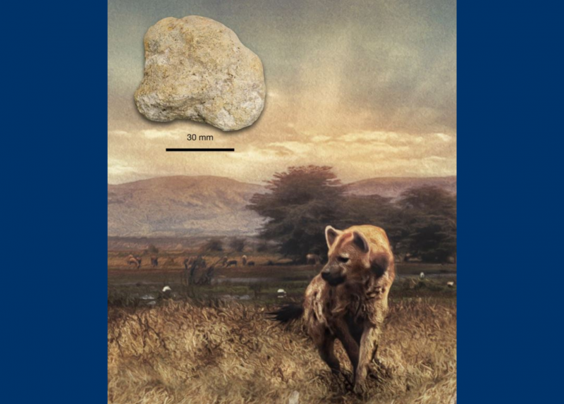 Coprolite proveniente dalla Grotta di San Teodoro (ME) e ricostruzione in vivo della iena macchiata del Pleistocene - Illustrazione di Dawid A. Iurino.