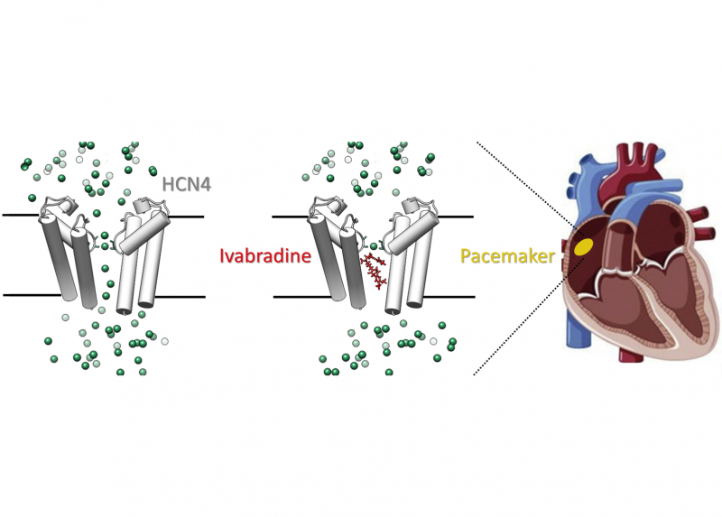 Al centro dello studio il meccanismo di azione dell’ivabradina sulla proteina bersaglio HCN4