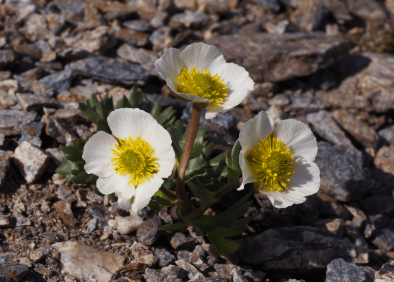 Ranuncolo dei ghiacciai (Ranunculus glacialis) - specie pioniera