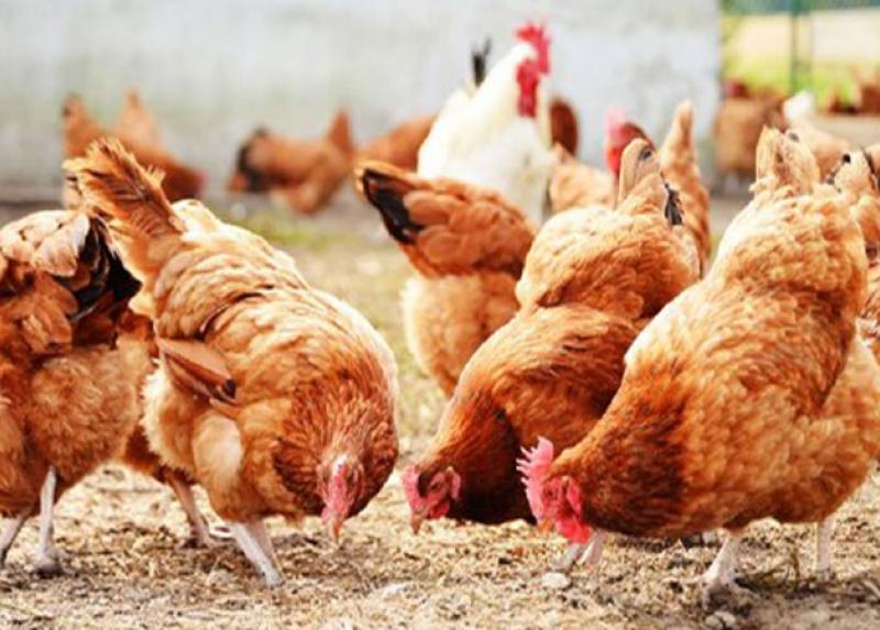 Le galline allevate al Centro Zootecnico Didattico Sperimentale di Lodi