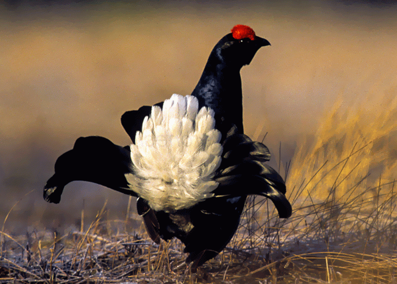 Un esemplare di gallo forcello - Foto di F. Veronesi