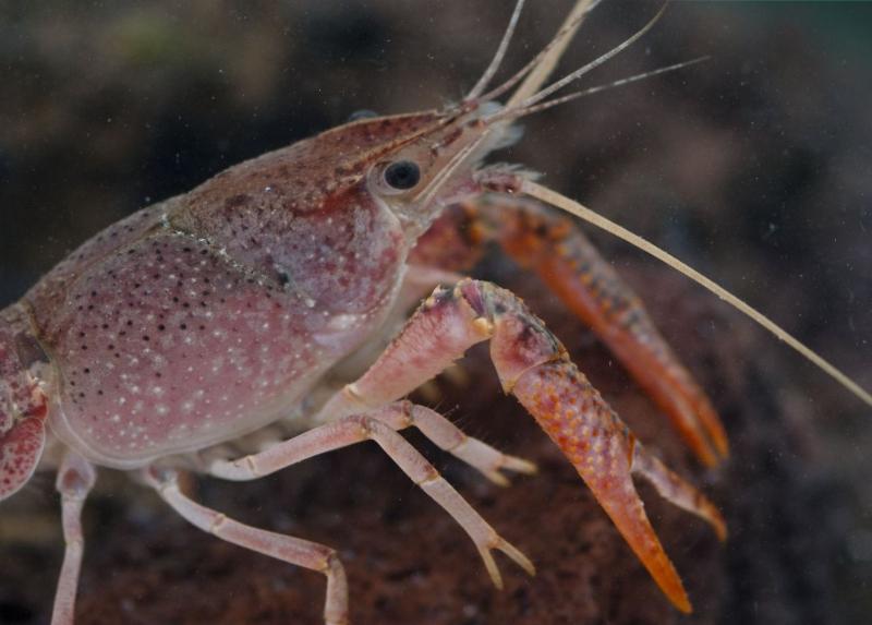 Gambero della Louisiana