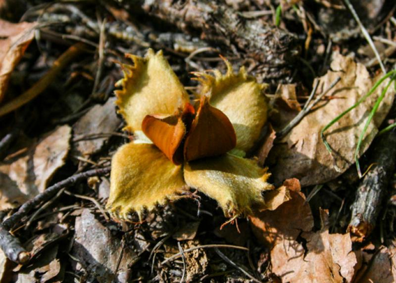 Una delle specie vegetali oggetto della ricerca