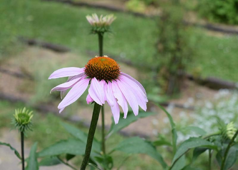 Primo piano sul capolino di Echinacea purpurea