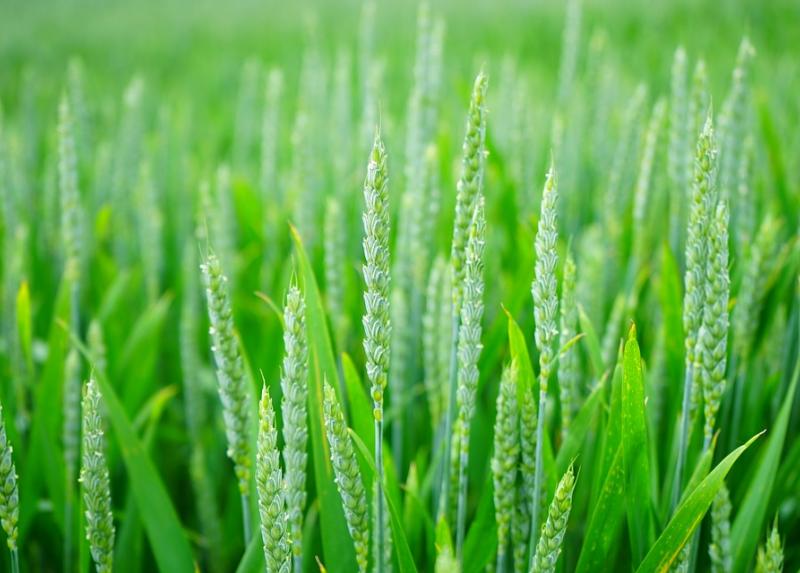 Campo di grano