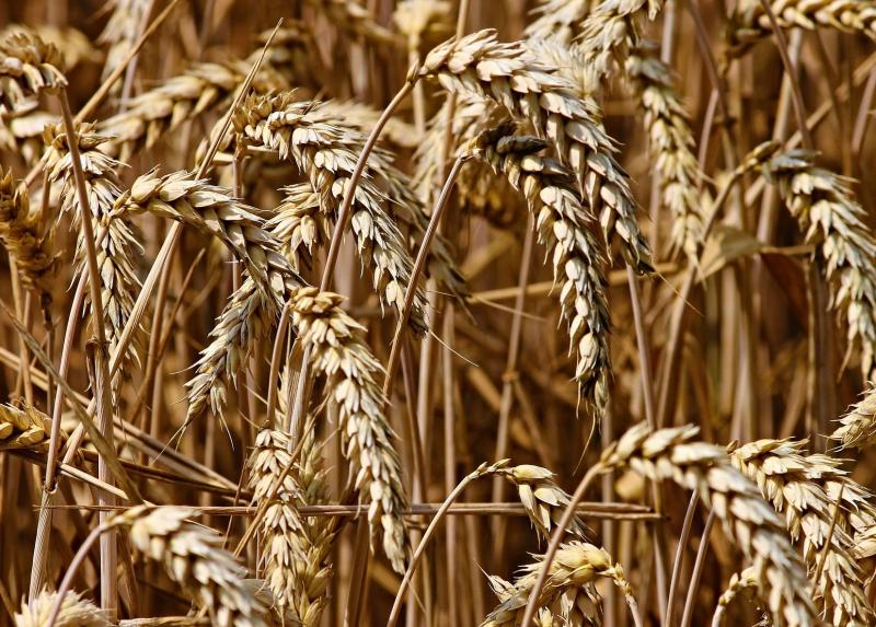Campo di grano