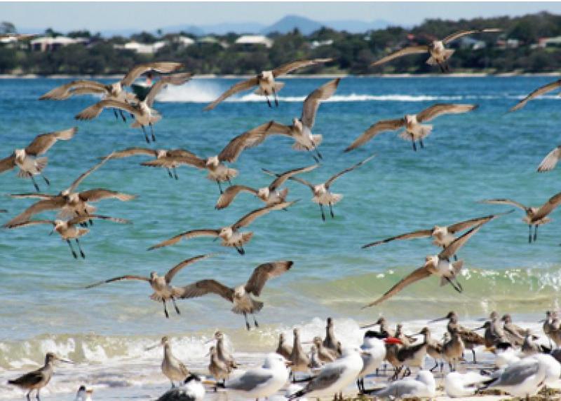 La pittima minore (Limosa lapponica) è uno degli uccelli che compiono le migrazioni più lunghe al mondo. Questi uccelli in arrivo a Bribie Island, Australia, probabilmente provengono dalla Siberia - Foto di Zoë L. Stone