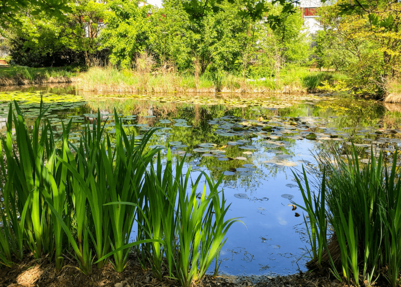 Uno scorcio dell'Orto Botanico di Città Studi