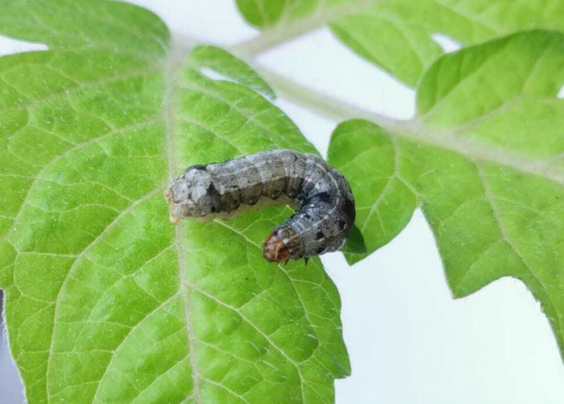 Esemplare di larva di Spodoptera littoralis