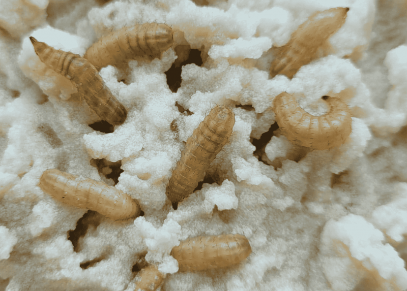Larve di mosca soldato nera (Hermetia illucens) allevate su polvere di PET