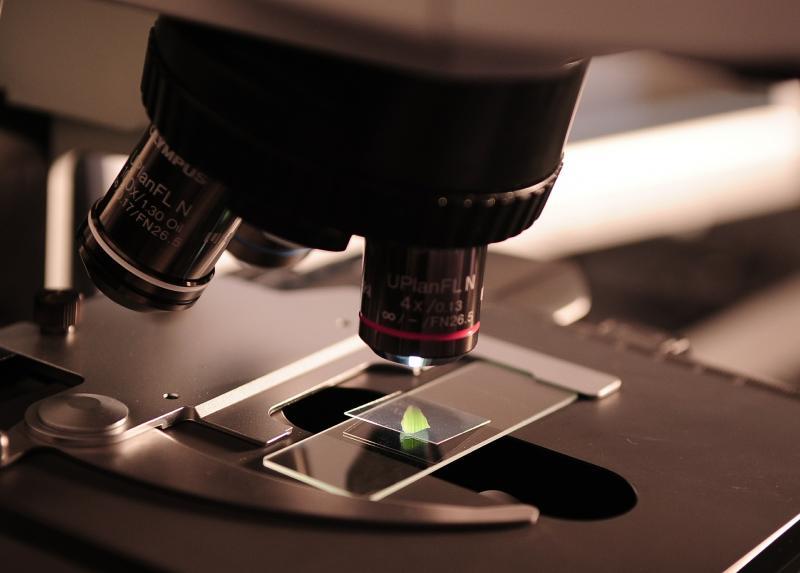 Microscopio