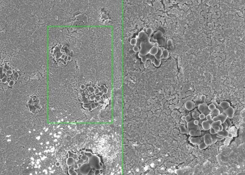 I contenitori di plastica per alimenti riscaldati al microonde possono rilasciare microplastiche.
