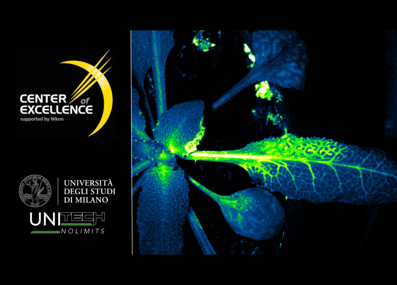 Arabidopsis thaliana acquired with a Nikon SMZ18 stereoscopic fluorescence microscope at UNITECH NOLIMITS. Photo by Alex Costa.