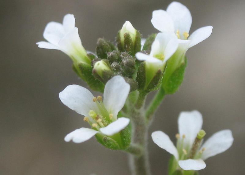 Una pianta della specie Arabidopsis thaliana 