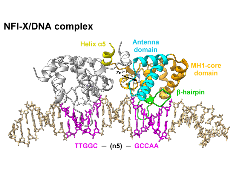 Struttura tridimensionale di NFI-X in complesso con il DNA