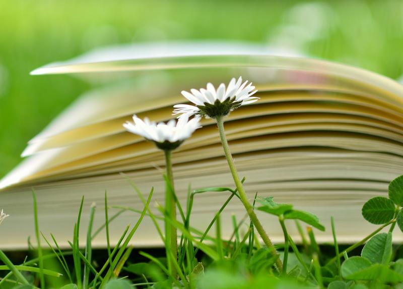 Libro tra i prati