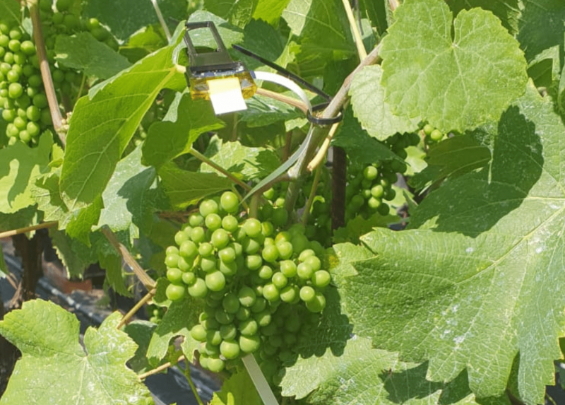 Il device iGrape