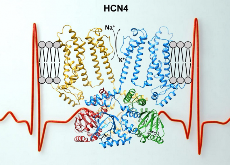 La struttura del canale del pacemaker HCN4