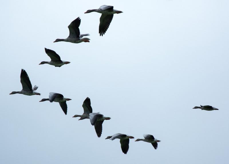 Uccelli migratori, foto di Pixabay.